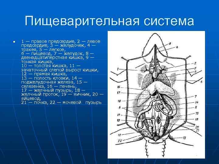 Пищеварительная система n 1 — правое предсердие, 2 — левое предсердие, 3 — желудочек,