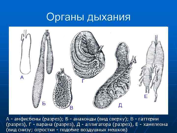 Органы дыхания А - амфисбены (разрез); Б - анаконды (вид сверху); В - гаттерии