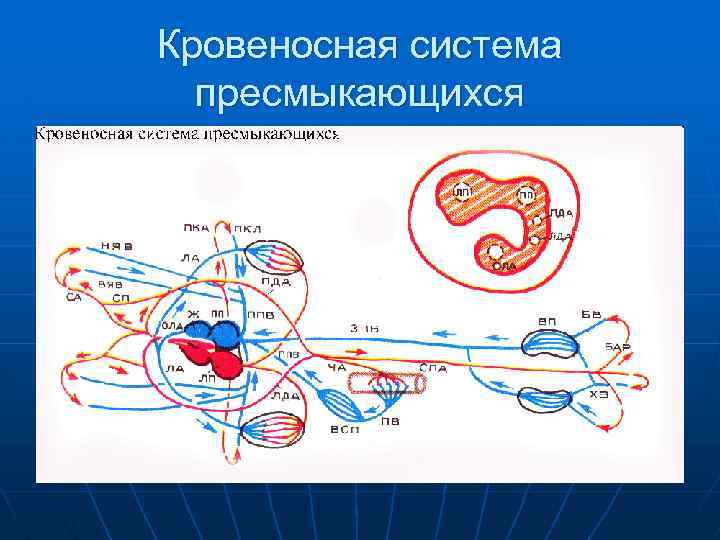 Кровеносная система пресмыкающихся 