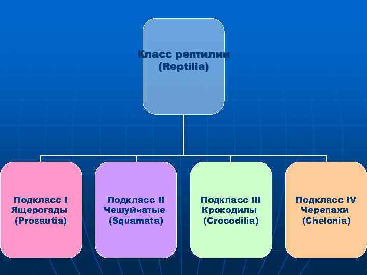 Класс рептилии (Reptilia) Подкласс I Ящерогады (Prosautia) Подкласс II Чешуйчатые (Squamata) Подкласс III Крокодилы