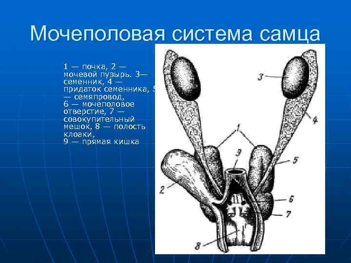 У пресмыкающихся мочеточники открываются в клоаку. Мочевыделительная система черепах. Мочеполовая система самца ящерицы. Мочевыделительная система пресмыкающихся. Мочеполовая система рептилий.