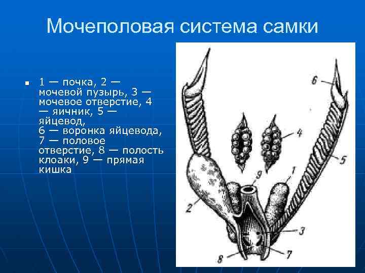 Мочеполовая система самки n 1 — почка, 2 — мочевой пузырь, 3 — мочевое