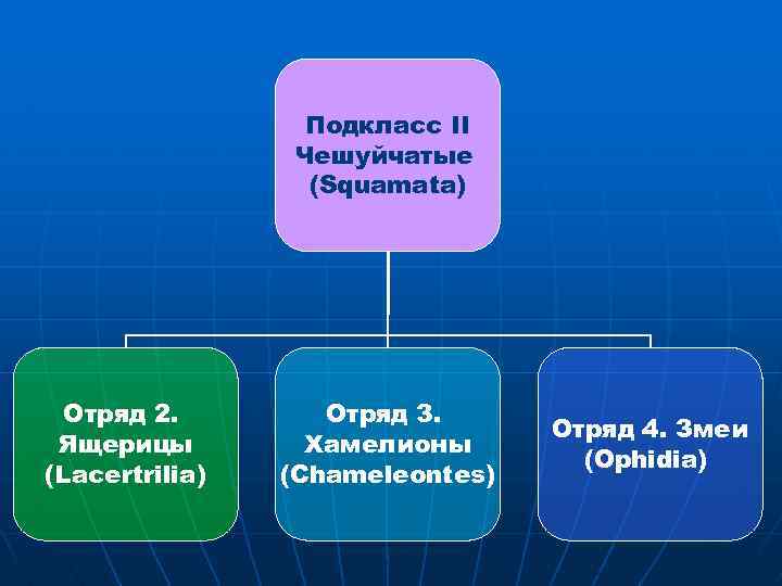 Подкласс II Чешуйчатые (Squamata) Отряд 2. Ящерицы (Lacertrilia) Отряд 3. Хамелионы (Chameleontes) Отряд 4.