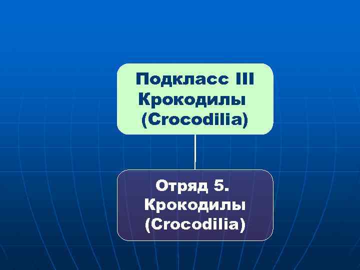 Подкласс III Крокодилы (Crocodilia) Отряд 5. Крокодилы (Crocodilia) 