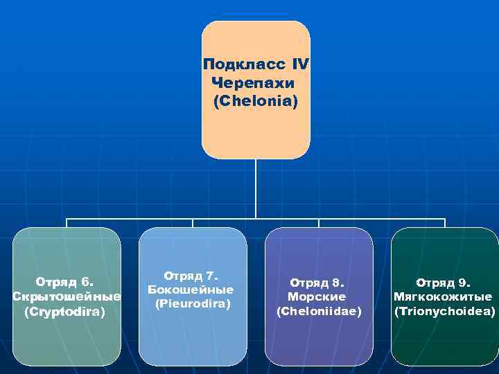 Подкласс IV Черепахи (Chelonia) Отряд 6. Скрытошейные (Cryptodira) Отряд 7. Бокошейные (Pieurodira) Отряд 8.