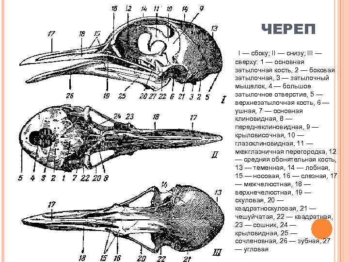 ЧЕРЕП I — сбоку; II — снизу; III — сверху: 1 — основная затылочная