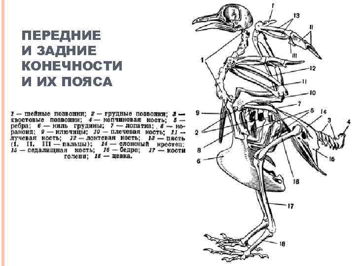 ПЕРЕДНИЕ И ЗАДНИЕ КОНЕЧНОСТИ И ИХ ПОЯСА 