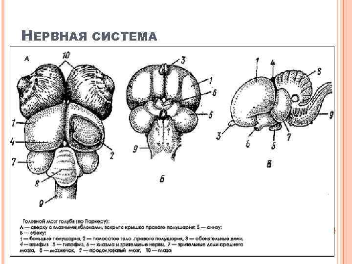 НЕРВНАЯ СИСТЕМА 