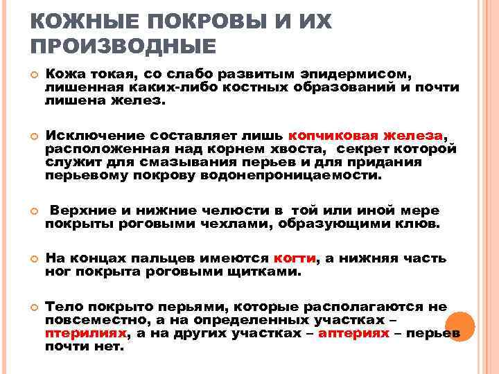 КОЖНЫЕ ПОКРОВЫ И ИХ ПРОИЗВОДНЫЕ Кожа токая, со слабо развитым эпидермисом, лишенная каких-либо костных