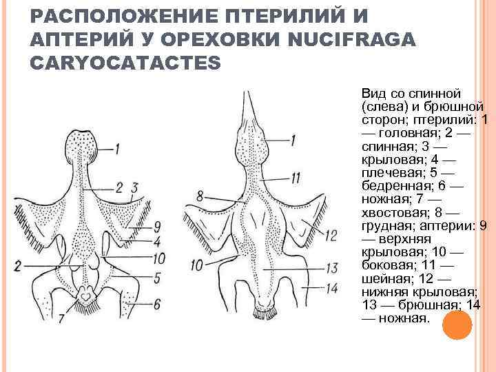 РАСПОЛОЖЕНИЕ ПТЕРИЛИЙ И АПТЕРИЙ У ОРЕХОВКИ NUCIFRAGA CARYOCATACTES Вид со спинной (слева) и брюшной