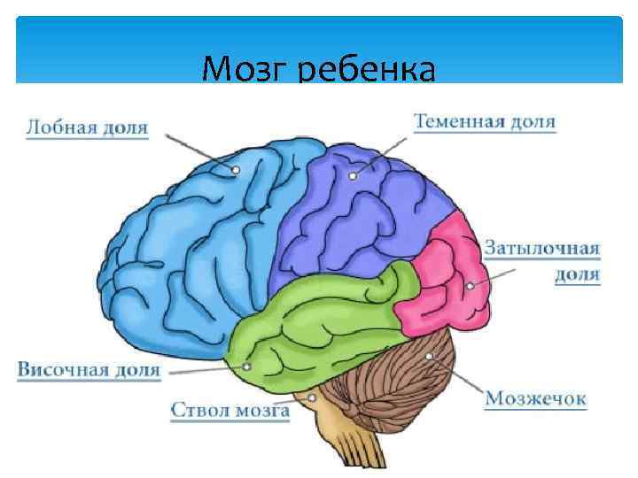 Мозг ребенка 