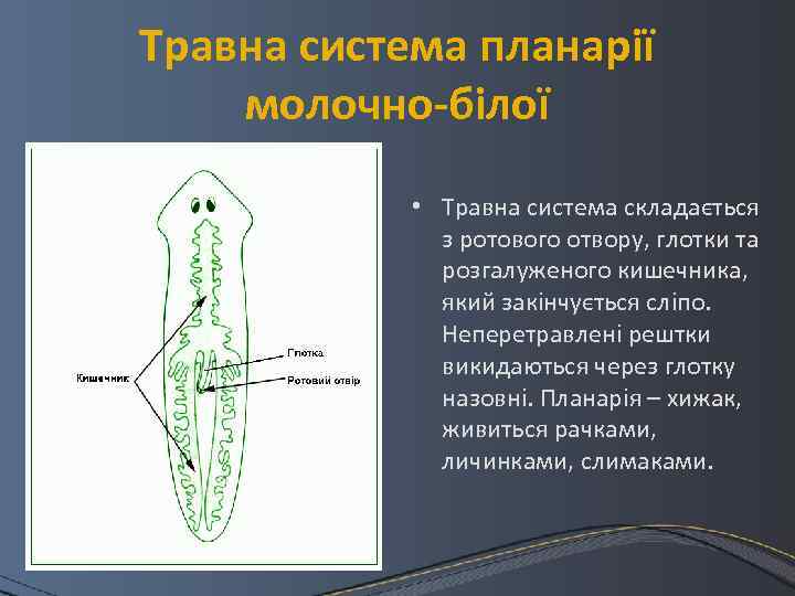 Травна система планарії молочно-білої • Травна система складається з ротового отвору, глотки та розгалуженого