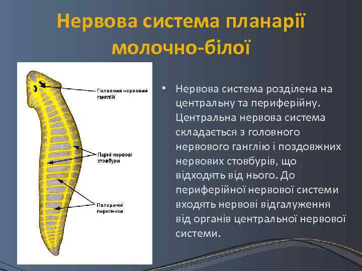 Нервова система планарії молочно-білої • Нервова система розділена на центральну та периферійну. Центральна нервова