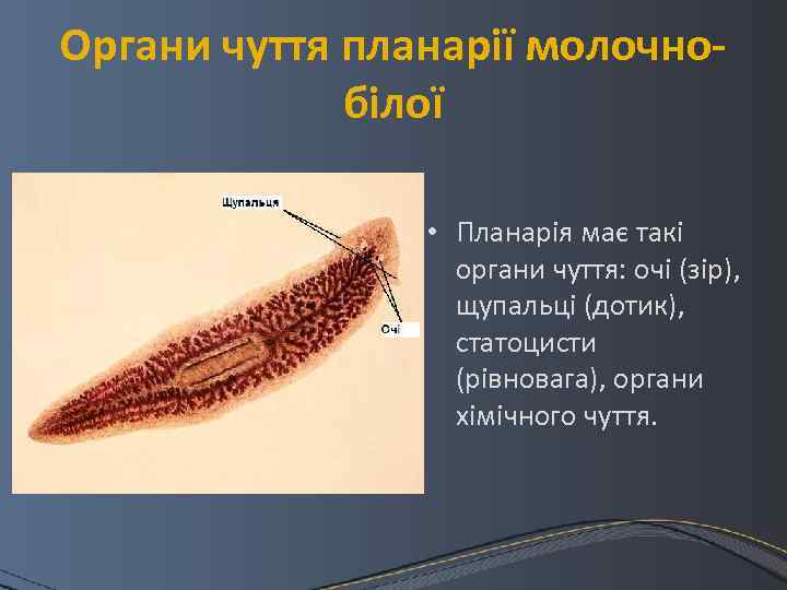 Органи чуття планарії молочнобілої • Планарія має такі органи чуття: очі (зір), щупальці (дотик),