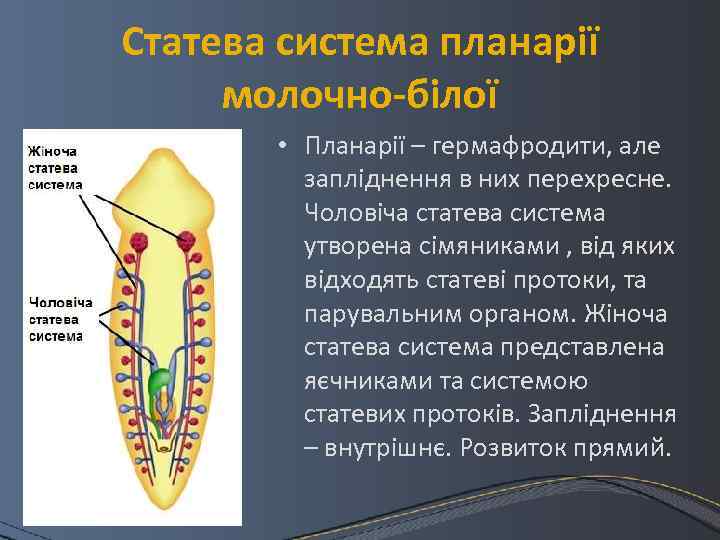 Статева система планарії молочно-білої • Планарії – гермафродити, але запліднення в них перехресне. Чоловіча