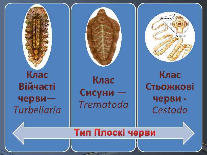 Клас Війчасті черви— Turbellaria Клас Сисуни — Trematoda Клас Стьожкові черви Cestoda Тип Плоскі