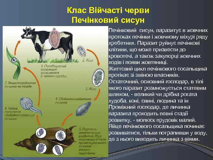 Клас Війчасті черви Печінковий сисун, паразитує в жовчних протоках печінки і жовчному міхурі ряду