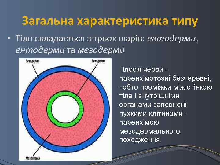 Загальна характеристика типу • Тіло складається з трьох шарів: ектодерми, ентодерми та мезодерми Плоскі