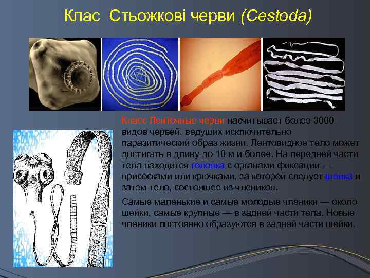 Клас Стьожкові черви (Cestoda) Класс Ленточные черви насчитывает более 3000 видов червей, ведущих исключительно