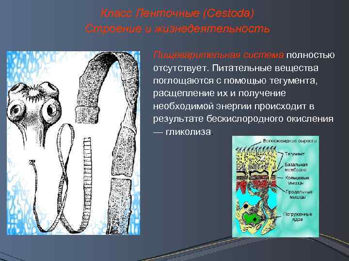 Класс Ленточные (Cestoda) Строение и жизнедеятельность Пищеварительная система полностью отсутствует. Питательные вещества поглощаются с