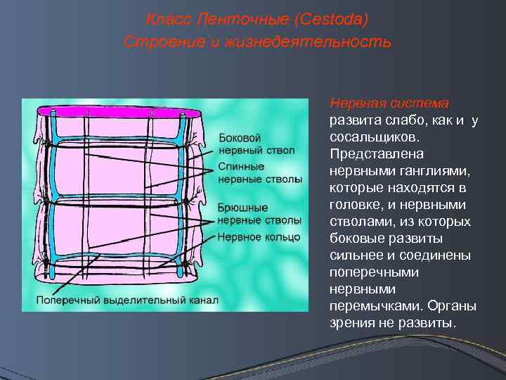 Класс Ленточные (Cestoda) Строение и жизнедеятельность Нервная система развита слабо, как и у сосальщиков.