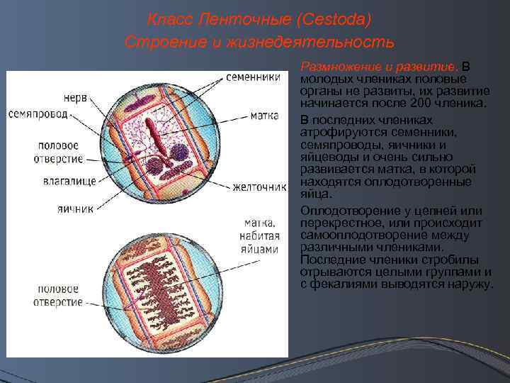 Класс Ленточные (Cestoda) Строение и жизнедеятельность Размножение и развитие. В молодых члениках половые органы