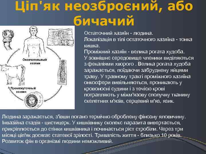 Ціп'як неозброєний, або бичачий Остаточний хазяїн - людина. Локалізація в тілі остаточного хазяїна -