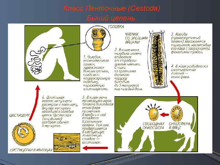 Класс Ленточные (Cestoda) Бычий цепень. 