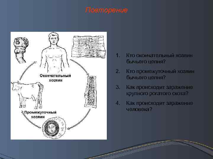 Опишите бычьего цепня