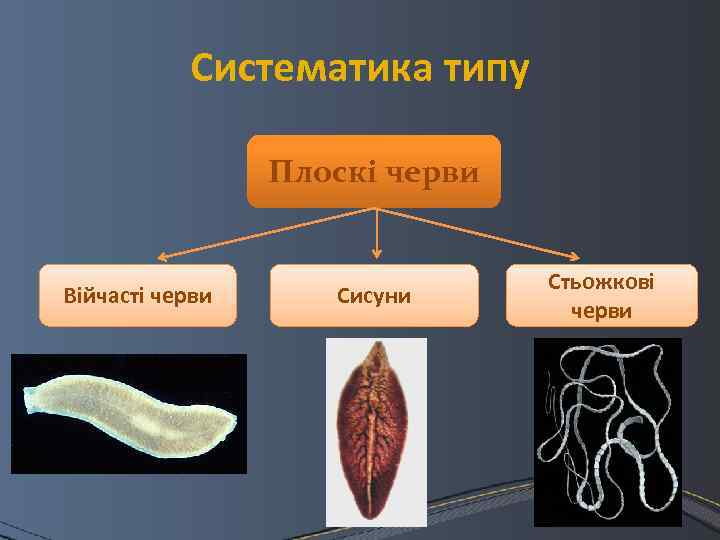 Тип плоские черви примеры животных. Паразитические плоские черви представители. Тип плоские черви классы. Плоские черви паразиты примеры. Плоские черви 3 примера.
