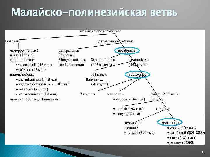 Малайско-полинезийская ветвь 11 