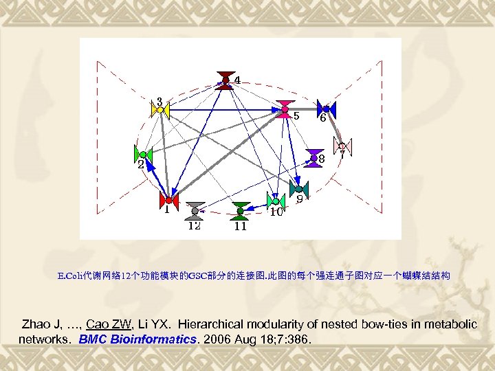 E. Coli代谢网络 12个功能模块的GSC部分的连接图. 此图的每个强连通子图对应一个蝴蝶结结构 Zhao J, …, Cao ZW, Li YX. Hierarchical modularity of