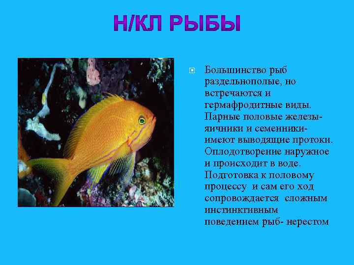  Большинство рыб раздельнополые, но встречаются и гермафродитные виды. Парные половые железыяичники и семенникиимеют