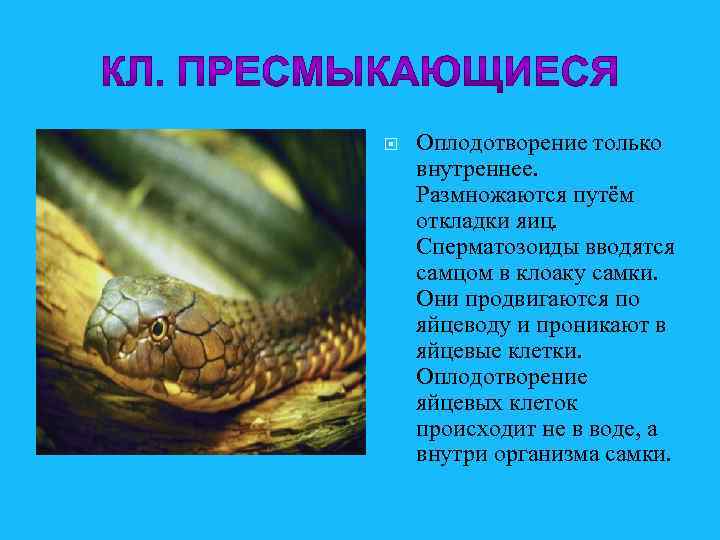  Оплодотворение только внутреннее. Размножаются путём откладки яиц. Сперматозоиды вводятся самцом в клоаку самки.