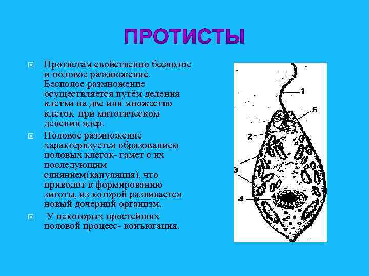  Протистам свойственно бесполое и половое размножение. Бесполое размножение осуществляется путём деления клетки на