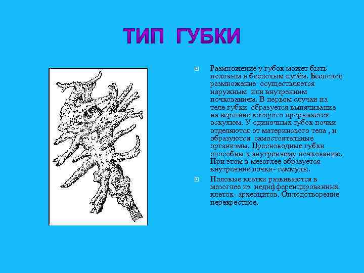 Пример изображен. Тип губки размножение. Особенности размножения губок. Почкование губок. Размножение известковых губок.