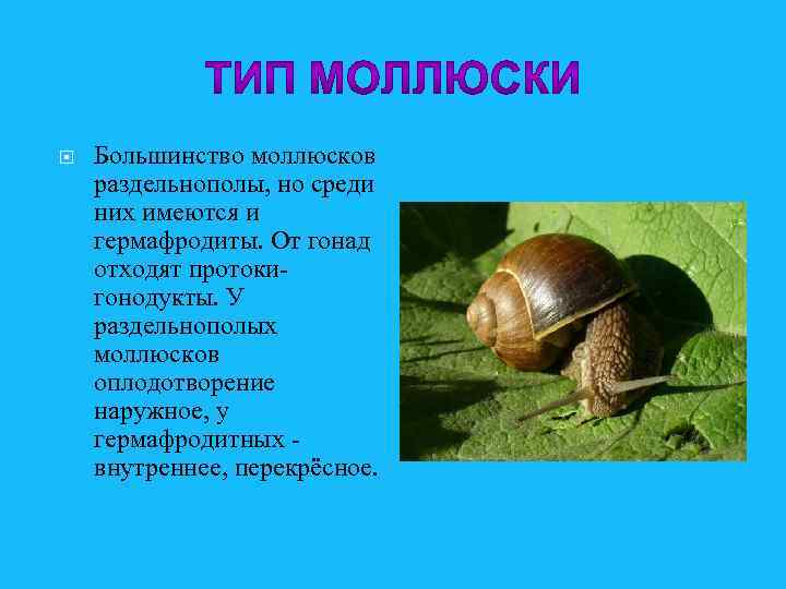  Большинство моллюсков раздельнополы, но среди них имеются и гермафродиты. От гонад отходят протокигонодукты.