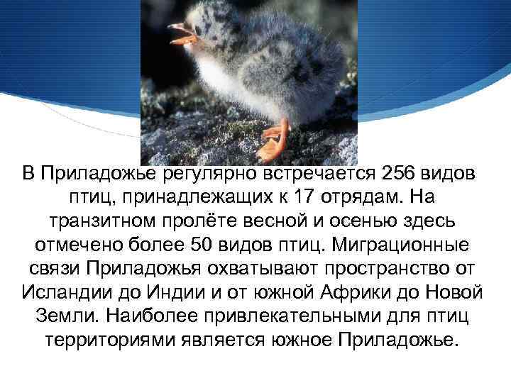 В Приладожье регулярно встречается 256 видов птиц, принадлежащих к 17 отрядам. На транзитном пролёте