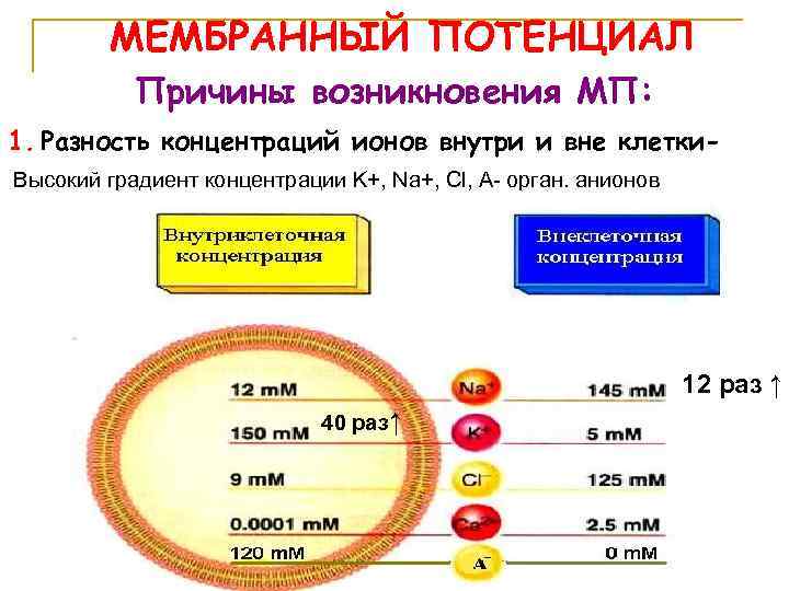 МЕМБРАННЫЙ ПОТЕНЦИАЛ Причины возникновения МП: 1. Разность концентраций ионов внутри и вне клетки. Высокий