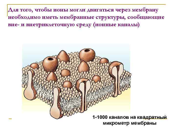 Для того, чтобы ионы могли двигаться через мембрану необходимо иметь мембранные структуры, сообщающие вне-
