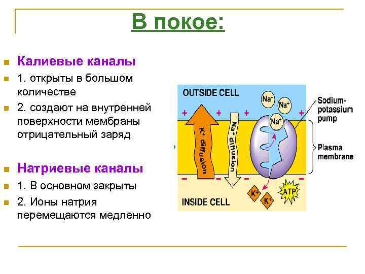В покое: n Калиевые каналы n 1. открыты в большом количестве 2. создают на
