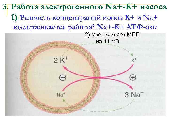 3. Работа электрогенного Na+-K+ насоса 1) Разность концентраций ионов K+ и Na+ поддерживается работой