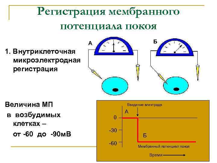 Регистрация мембранного потенциала покоя Б А 1. Внутриклеточная микроэлектродная регистрация Величина МП в возбудимых