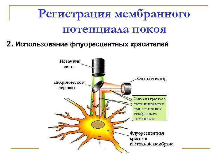 Регистрация мембранного потенциала покоя 2. Использование флуоресцентных красителей 