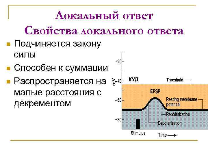 Локальный ответ. Свойства локального ответа физиология. Свойства локального ответа. Ионные механизмы формирования локального ответа. Отличие локального ответа от потенциала действия.