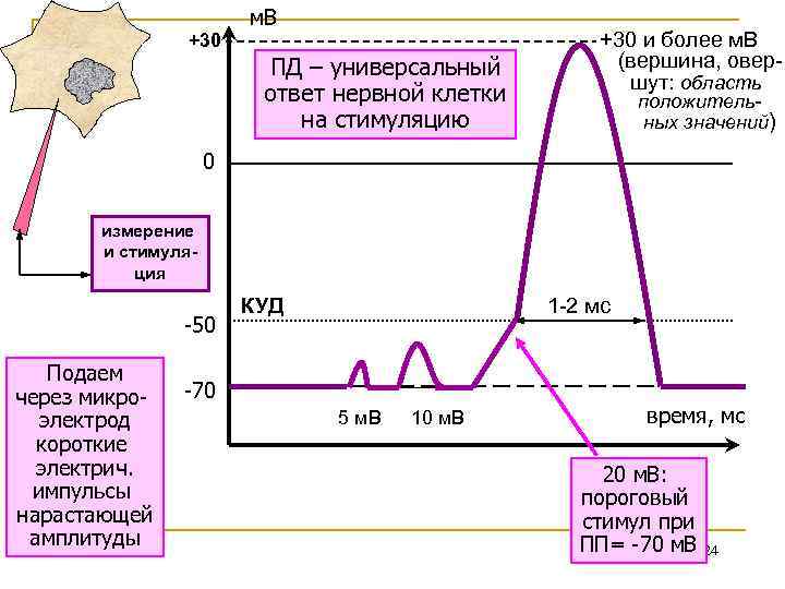 +30 м. В ПД – универсальный ответ нервной клетки на стимуляцию +30 и более