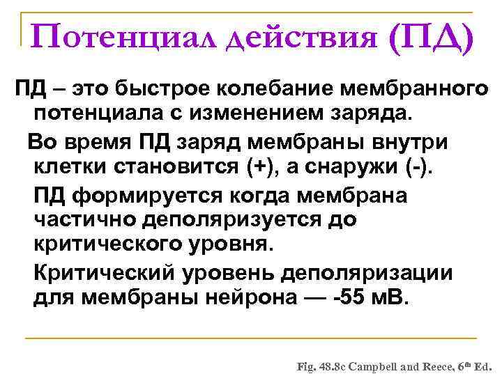 Потенциал действия (ПД) ПД – это быстрое колебание мембранного потенциала с изменением заряда. Во
