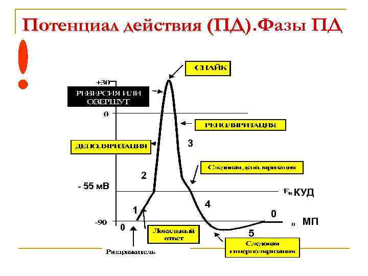 Потенциал действия (ПД). Фазы ПД (ПД 3 2 - 55 м. В КУД 1