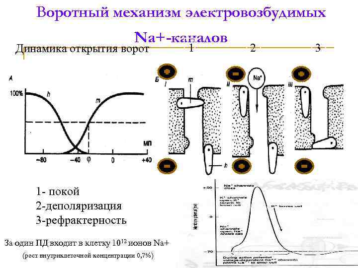 Воротный механизм электровозбудимых Na+-каналов Динамика открытия ворот 1 - покой 2 -деполяризация 3 -рефрактерность