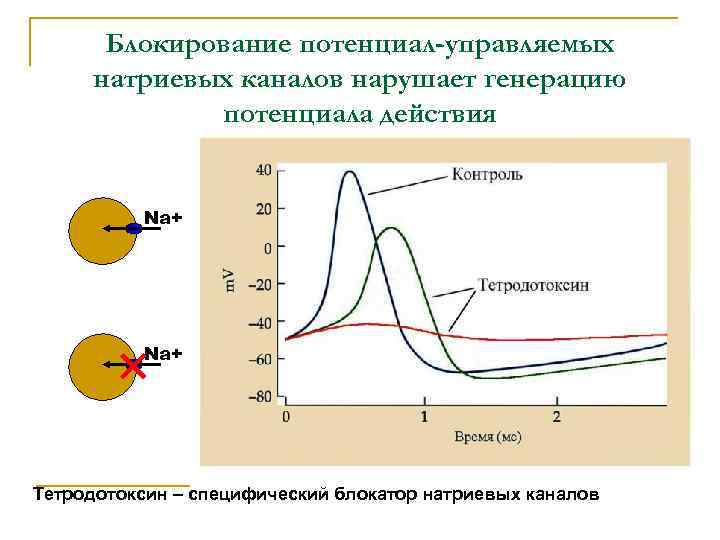 Блокирование потенциал-управляемых натриевых каналов нарушает генерацию потенциала действия Na+ Тетродотоксин – специфический блокатор натриевых